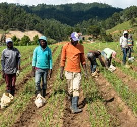 How US Crop Dumping Keeps Haiti Poor and Dependent