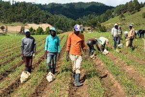 How US Crop Dumping Keeps Haiti Poor and Dependent