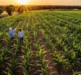 Why You Vote for Corn Syrup Even Though It Might Be Killing You