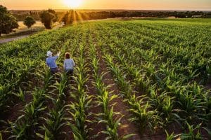 Why You Vote for Corn Syrup Even Though It Might Be Killing You