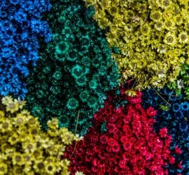 The Cryptoeconomy Is Flowering Before Your Eyes