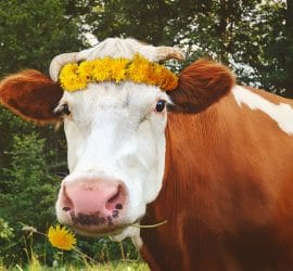 Free the Farms, Feed the Poor