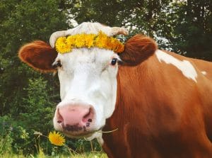 Free the Farms, Feed the Poor