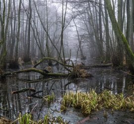 Draining the Swamp Doesn’t Matter as Long as Groupthink Persists