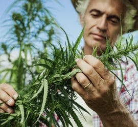 A Flourishing Hemp Industry Is Growing in Colorado