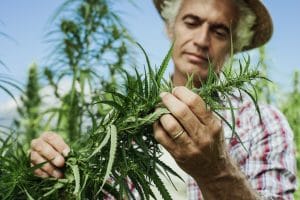 A Flourishing Hemp Industry Is Growing in Colorado