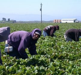 Schrodinger’s Immigrant: How Can Immigrants Steal Jobs if They're "Too Lazy to Work"?