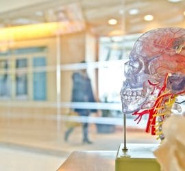 The Neuroscience of Political Decision-Making