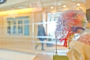 The Neuroscience of Political Decision-Making